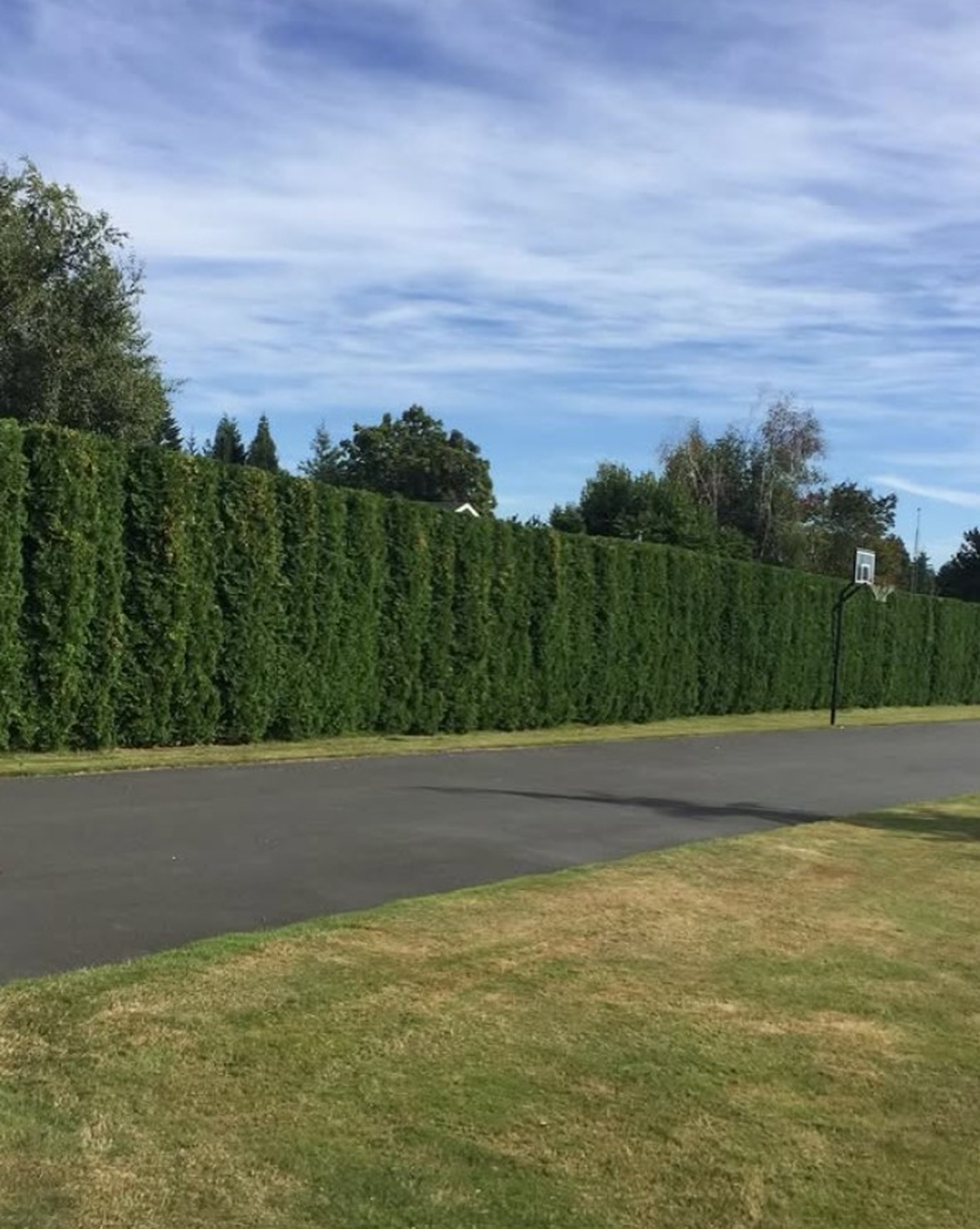 Landscaping project photo