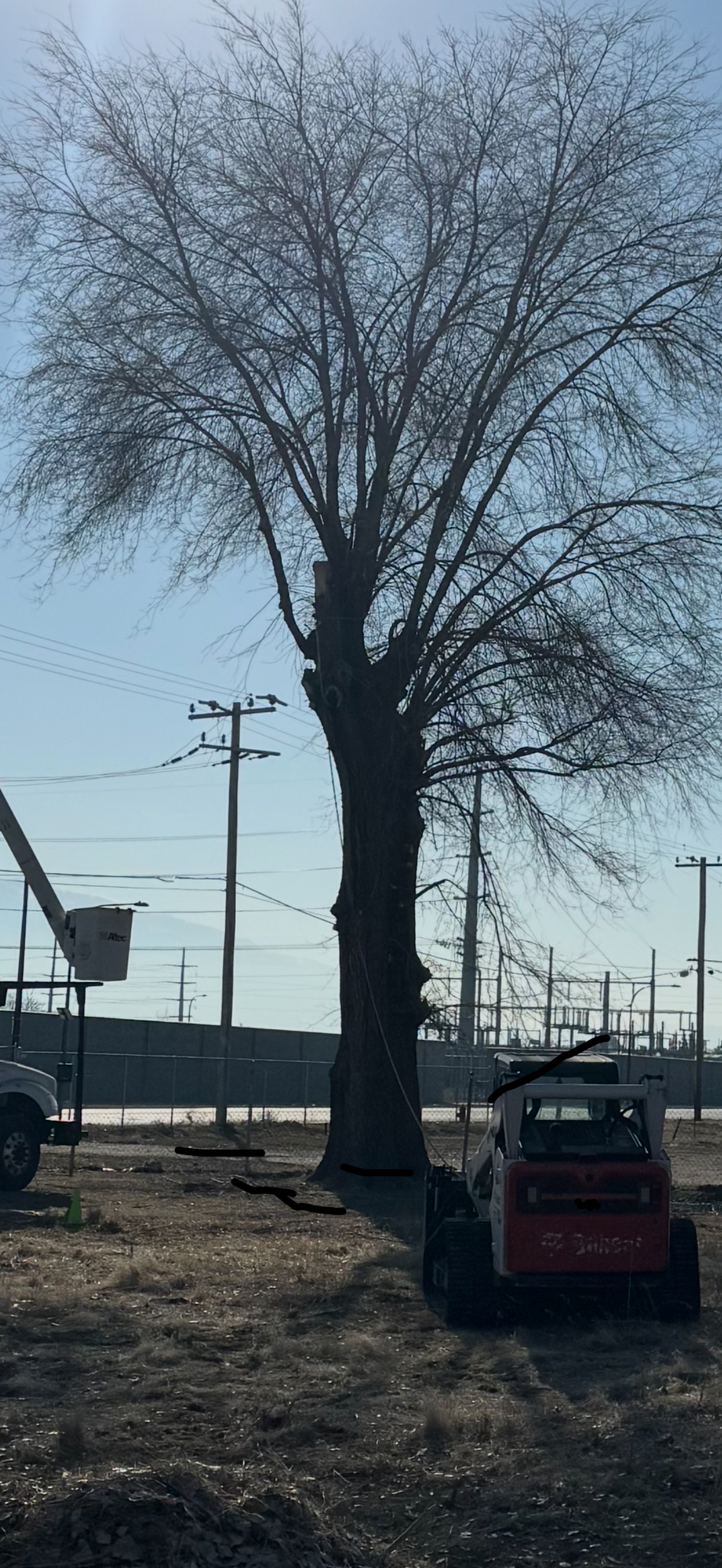 Scenic Root Tree Service project photo 6