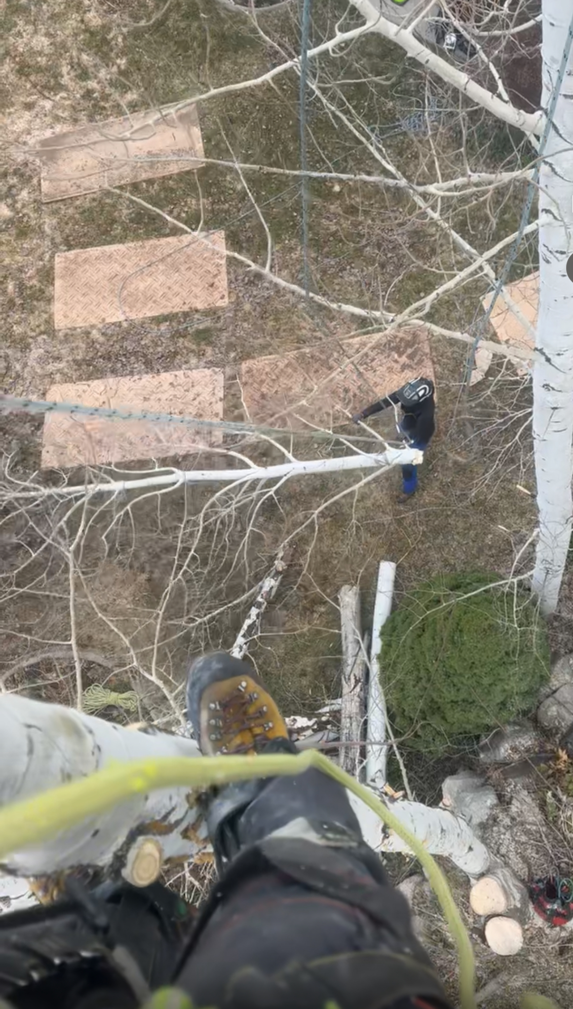 Scenic Root Tree Service project photo 9