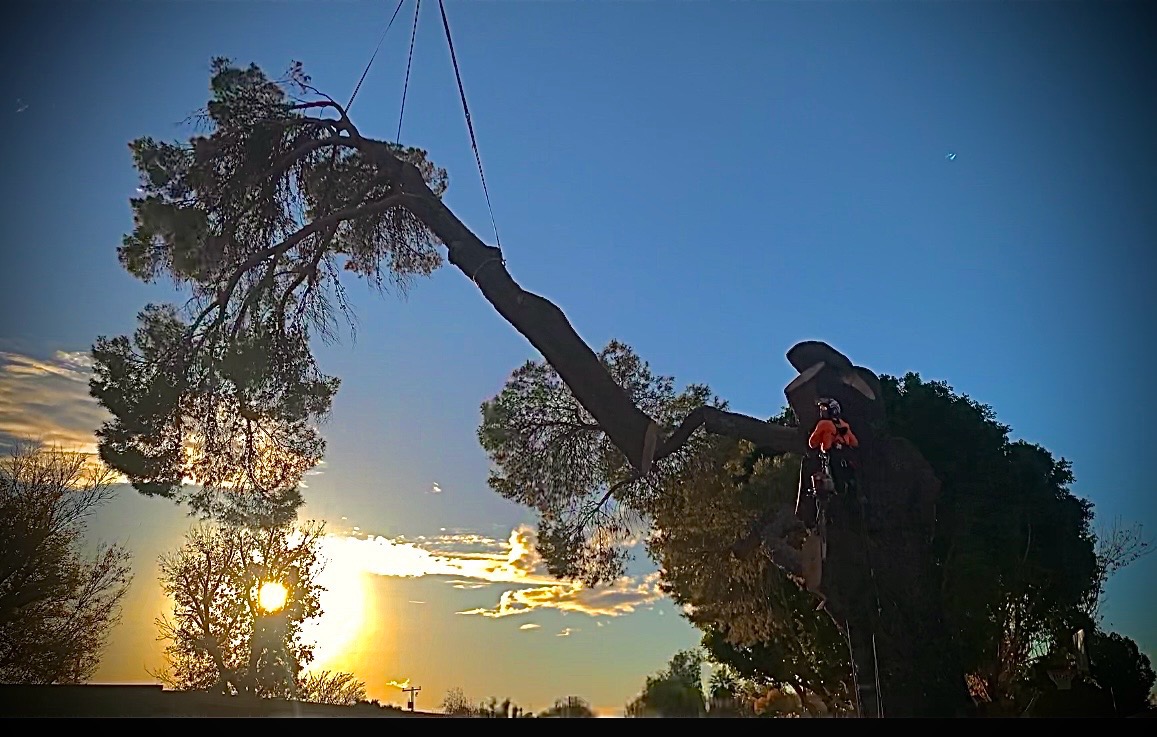 Scenic Root Tree Service project photo 3