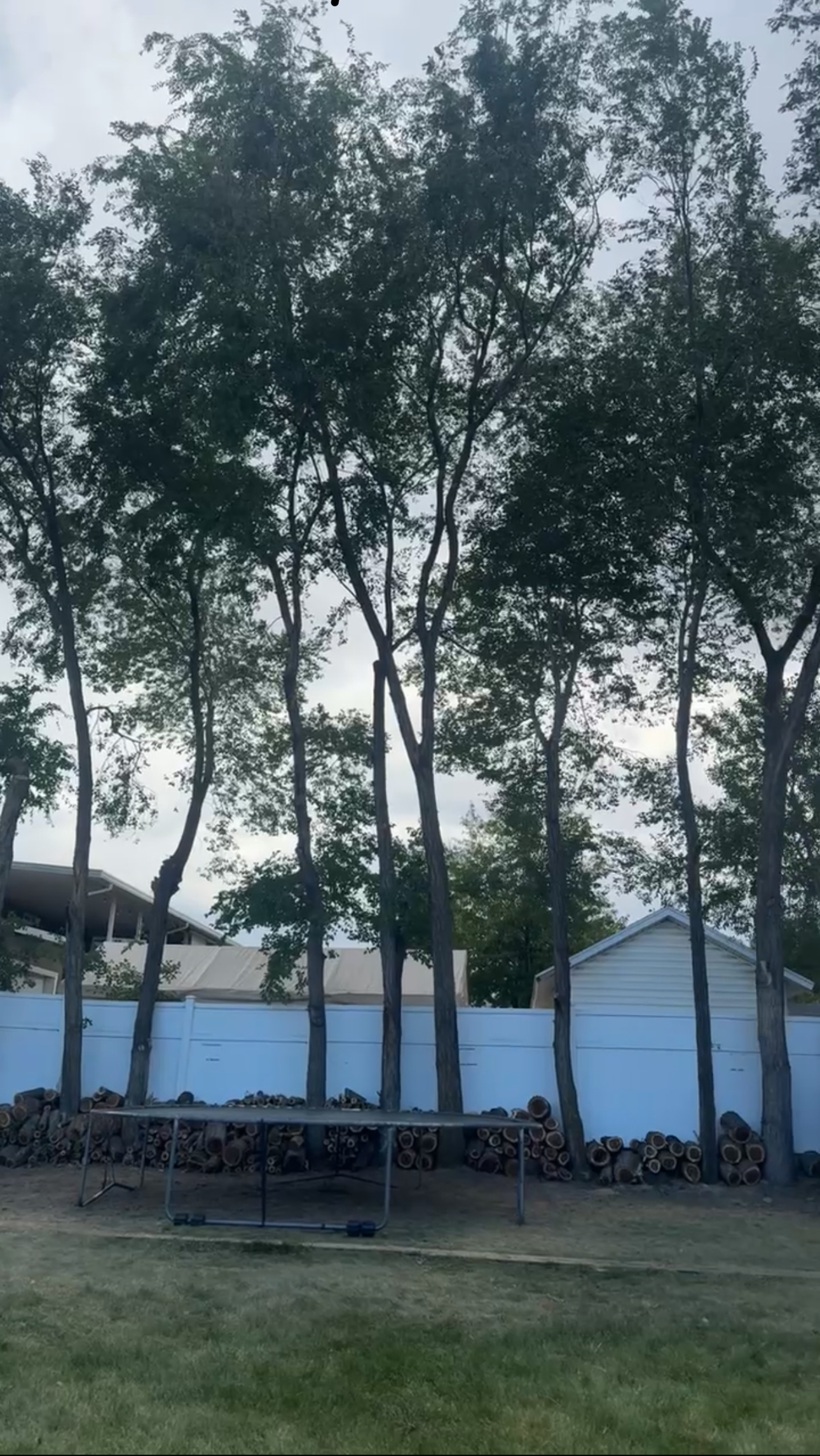 Scenic Root Tree Service project photo 5