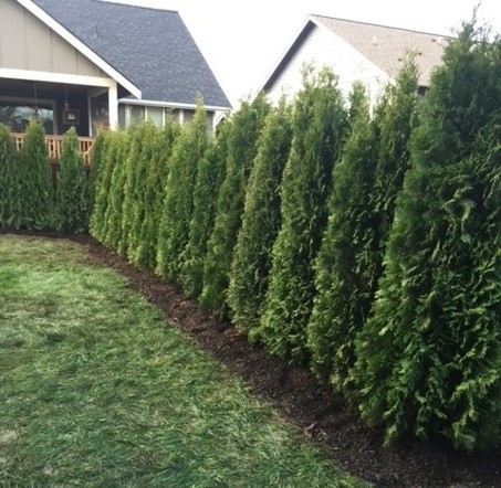 Landscaping project photo