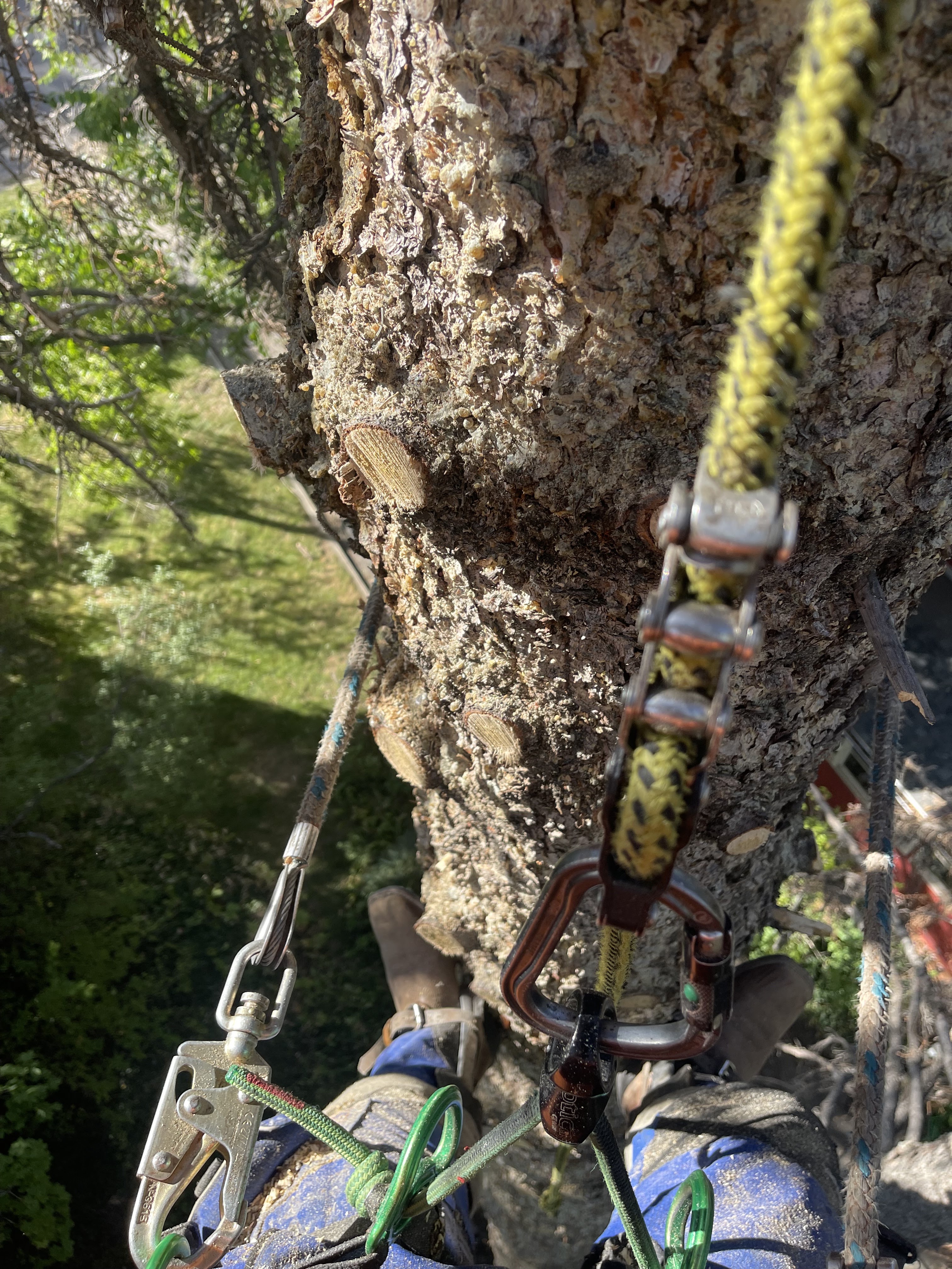 Tree Trimming & Pruning