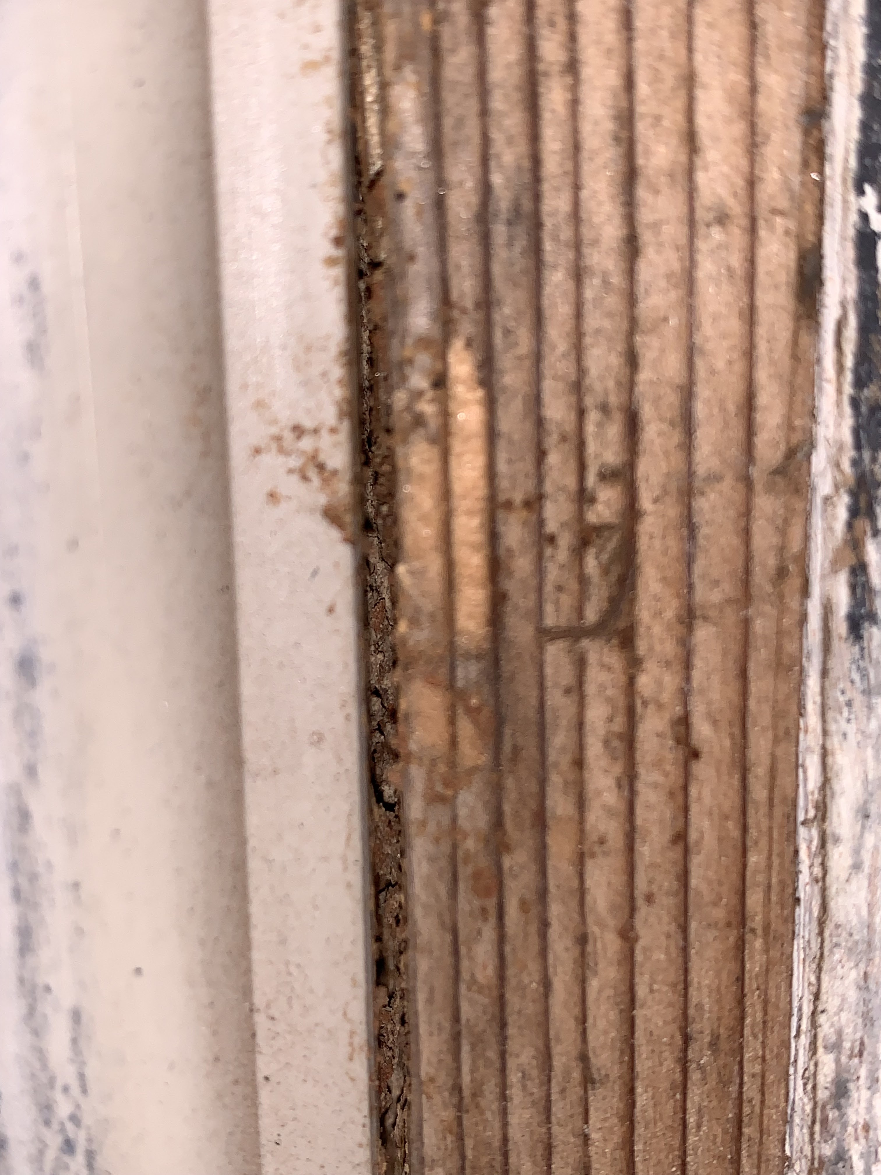 Termite Control to Protect Your Property