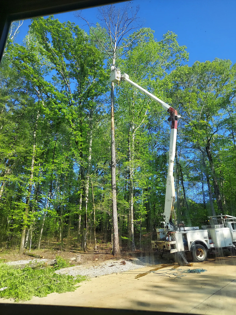 Tree and Green Services