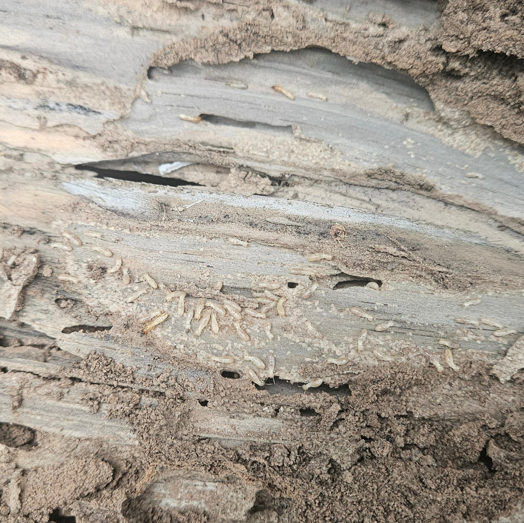 Image 10
