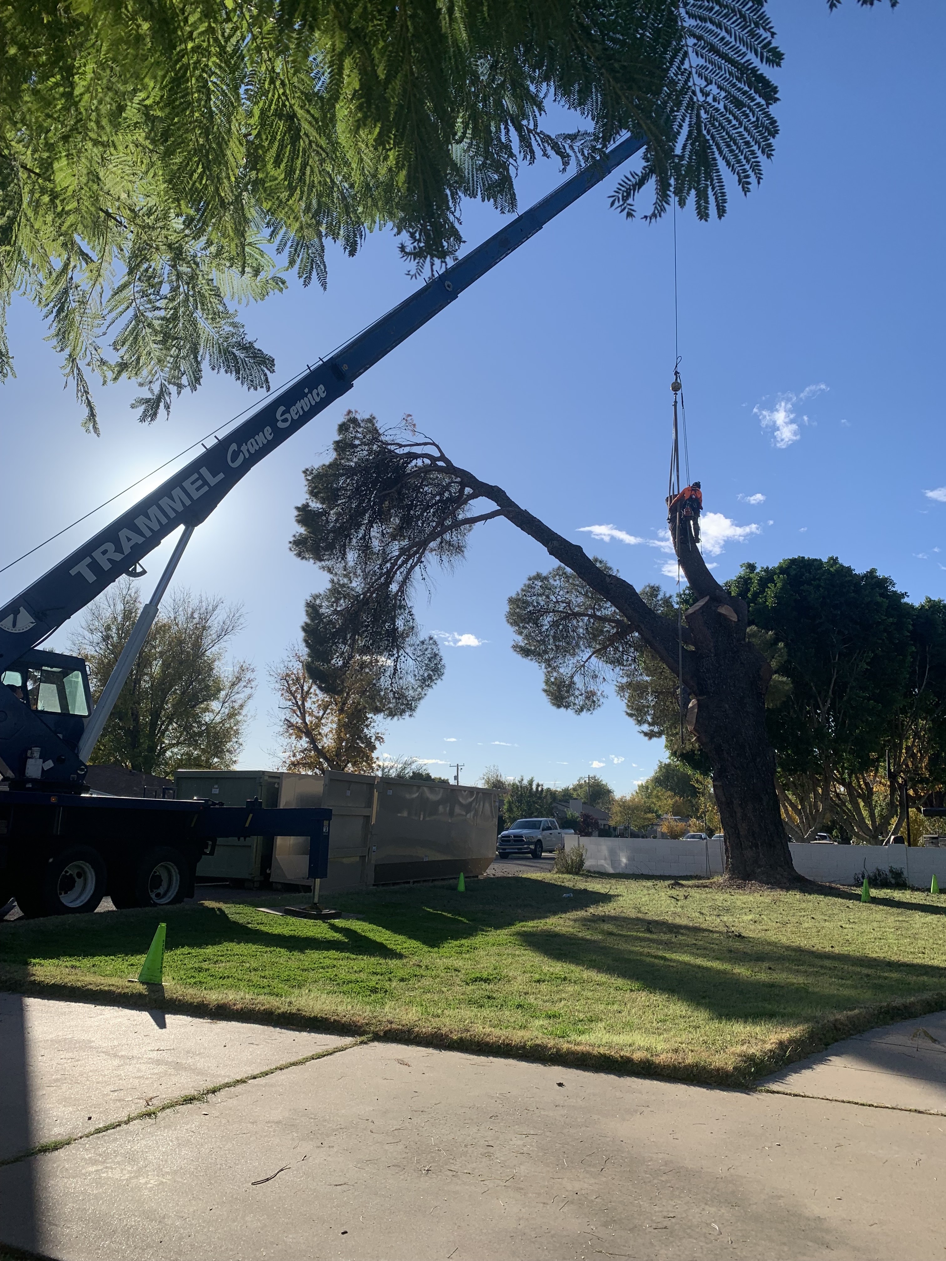 Tree Removal