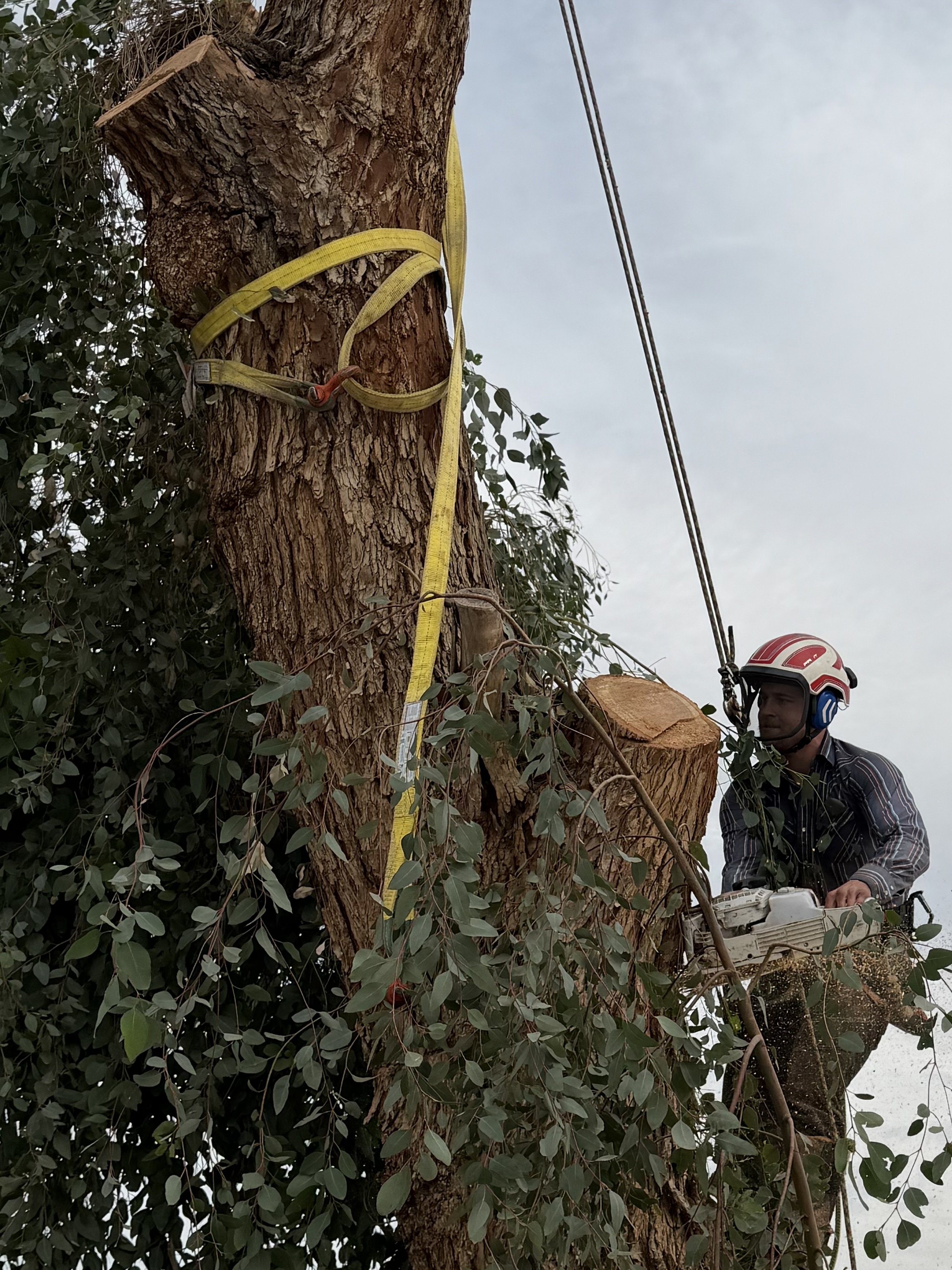 Scenic Root Tree Service project photo 2